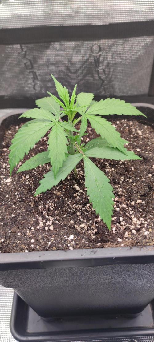 Lemon cherry Cookies Auto. Week 1