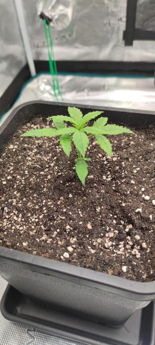 Lemon cherry Cookies Auto. Week 1