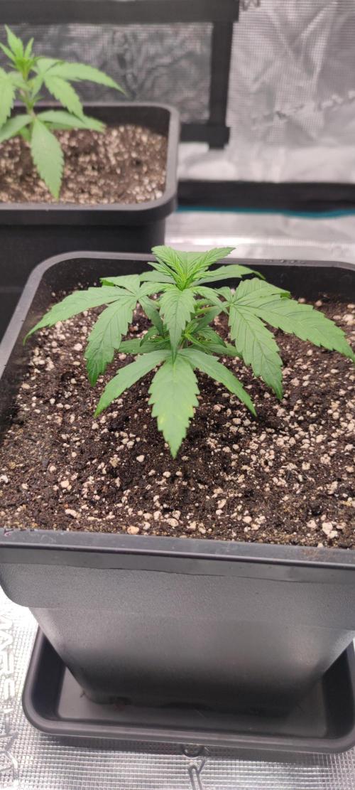 Lemon cherry Cookies Auto. Week 1