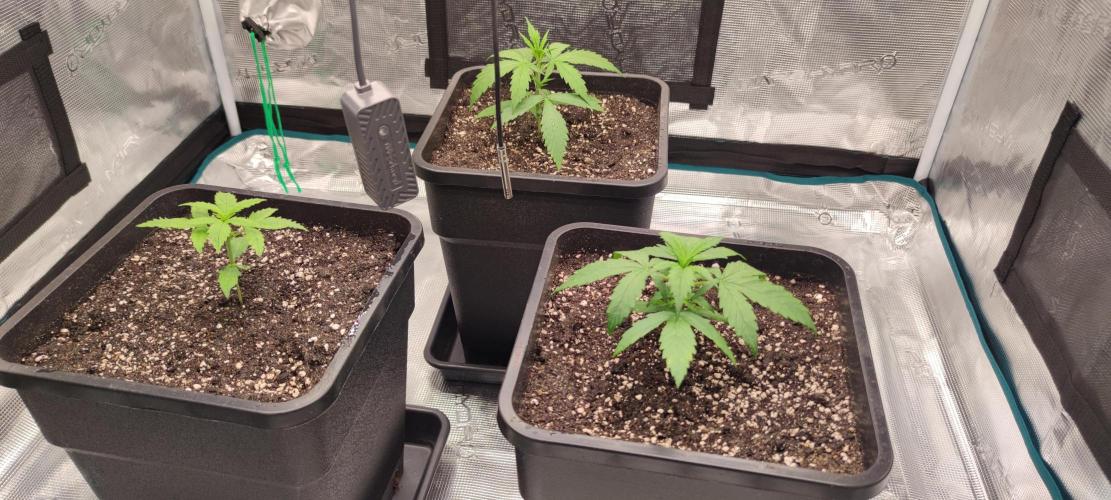 Lemon cherry Cookies Auto. Week 1