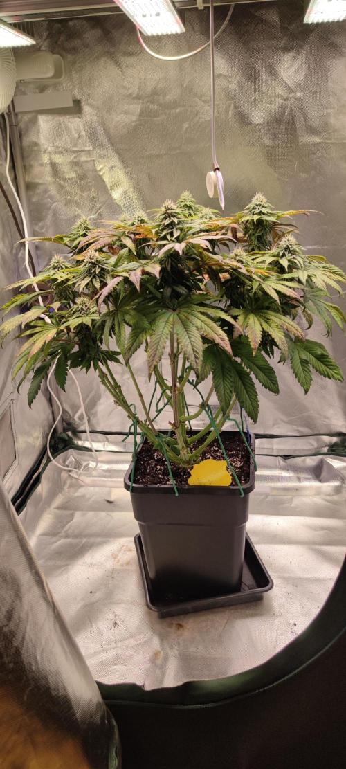 Penut Butter Cookies Photo Testgrow. Week 5