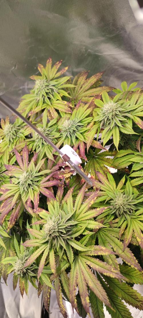 Penut Butter Cookies Photo Testgrow. Week 5