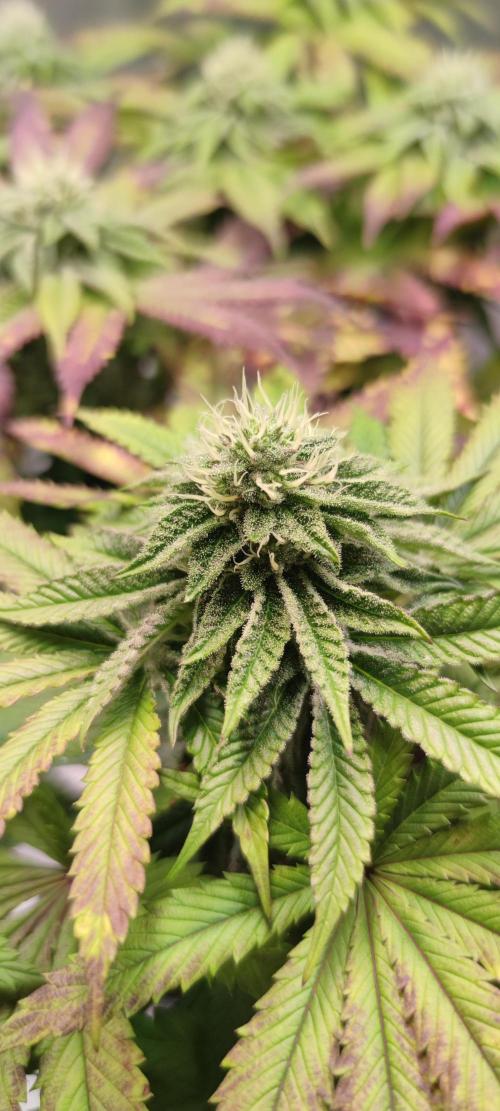 Penut Butter Cookies Photo Testgrow. Week 5