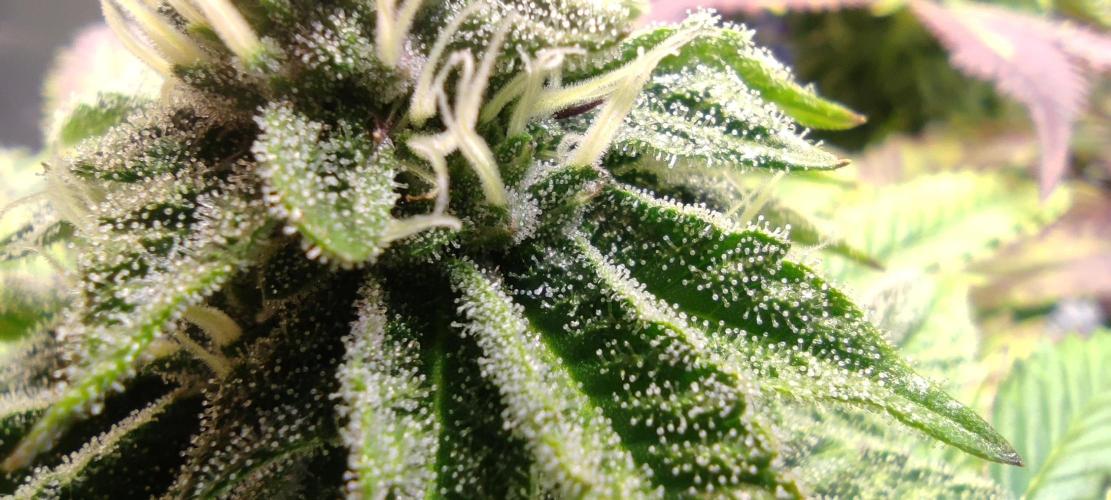 Penut Butter Cookies Photo Testgrow. Week 5