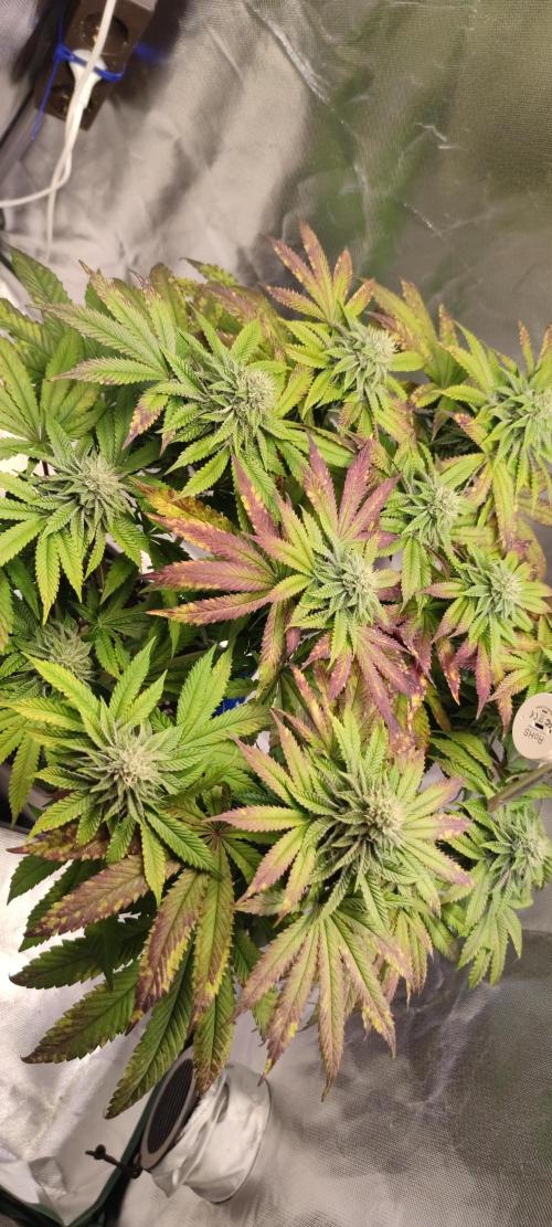 Penut Butter Cookies Photo Testgrow. Week 5