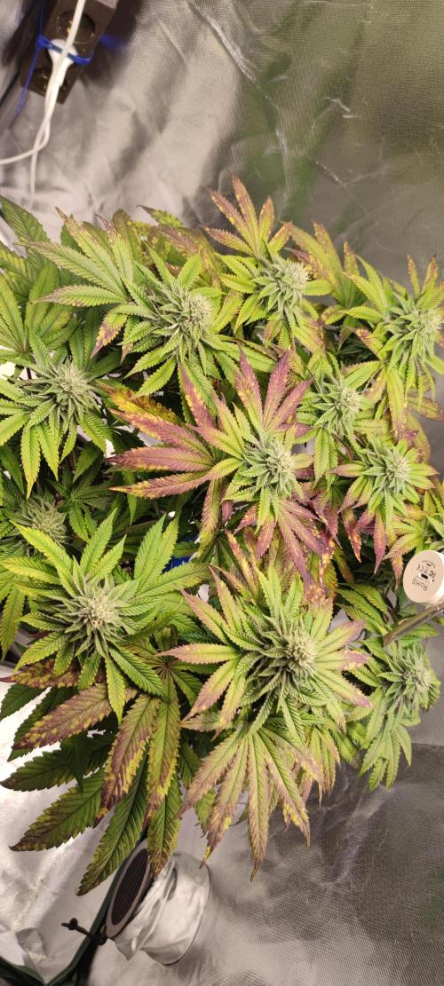 Penut Butter Cookies Photo Testgrow. Week 5