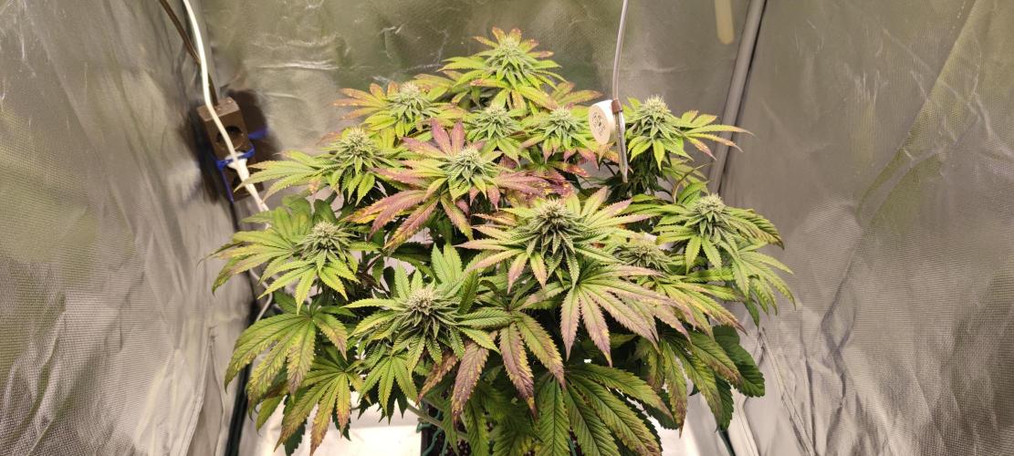 Penut Butter Cookies Photo Testgrow. Week 5