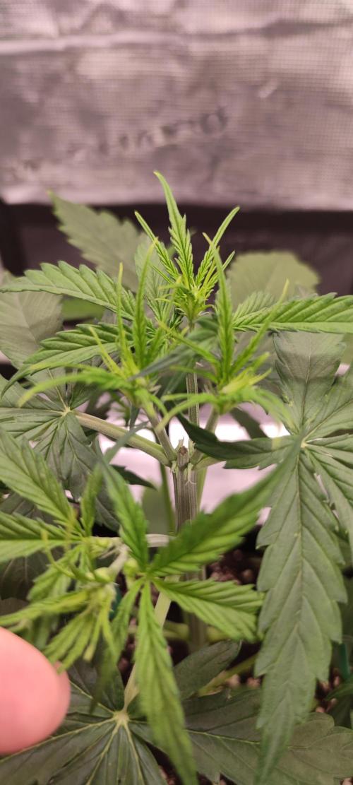 Lemon cherry Cookies Auto. Week 2