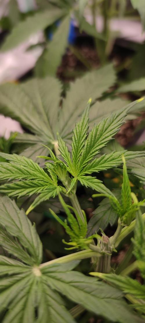 Lemon cherry Cookies Auto. Week 2