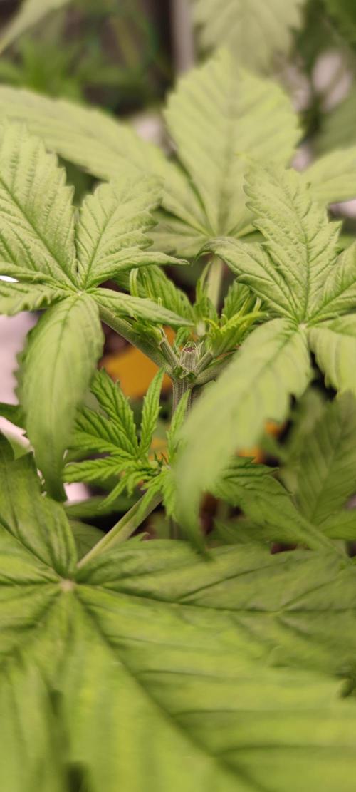 Lemon cherry Cookies Auto. Week 2