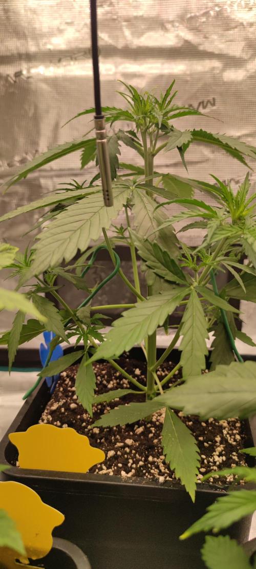 Lemon cherry Cookies Auto. Week 2