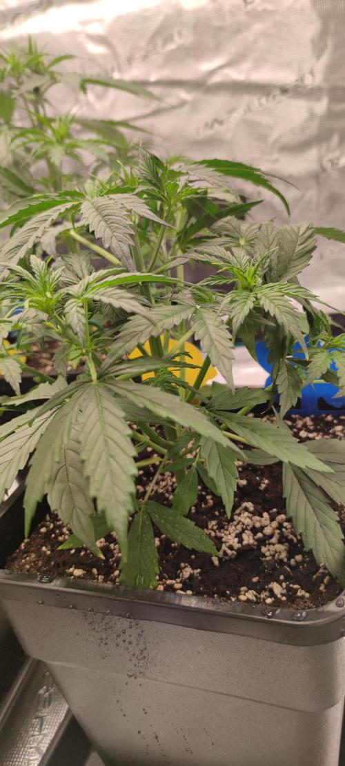 Lemon cherry Cookies Auto. Week 2