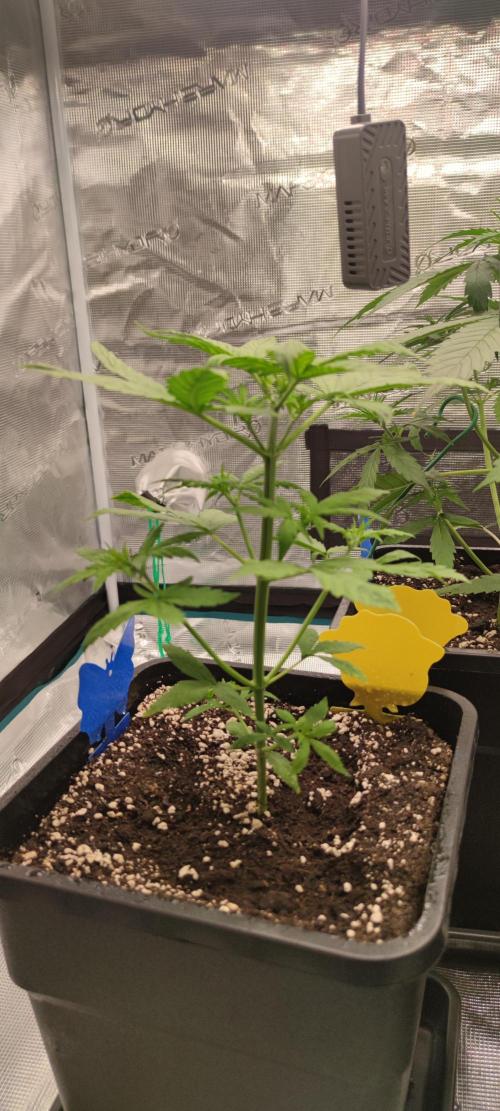 Lemon cherry Cookies Auto. Week 2