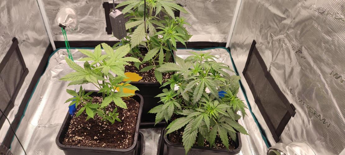 Lemon cherry Cookies Auto. Week 2