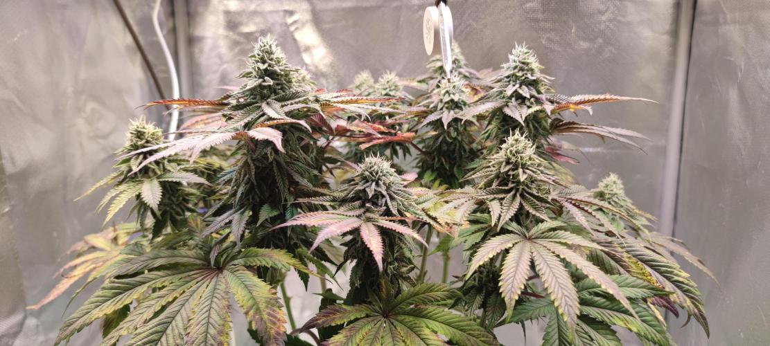 Penut Butter Cookies Photo Testgrow. Week 6