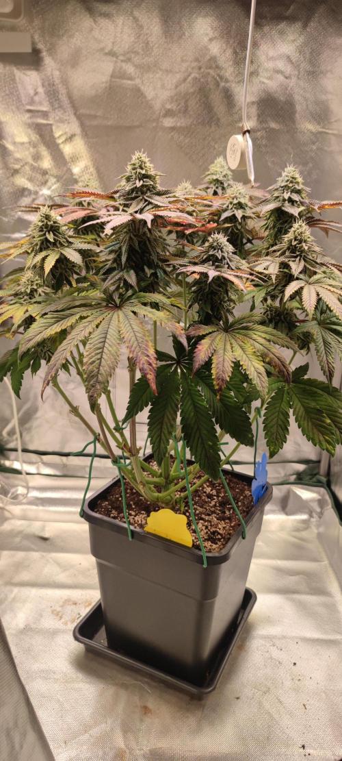 Penut Butter Cookies Photo Testgrow. Week 6