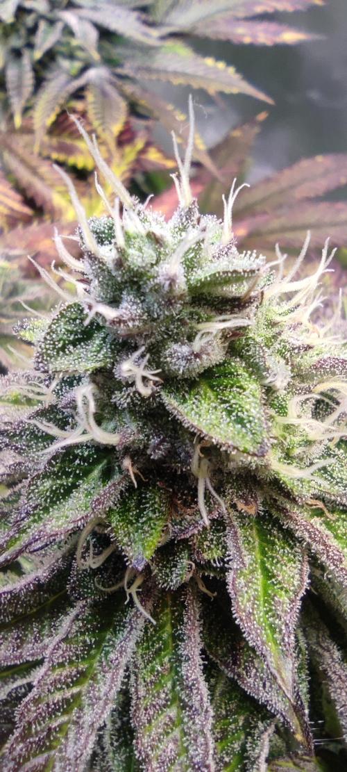 Penut Butter Cookies Photo Testgrow. Week 6