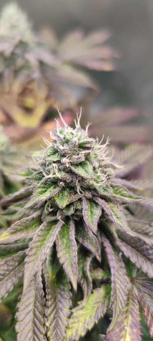 Penut Butter Cookies Photo Testgrow. Week 6