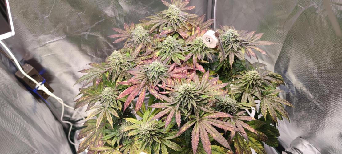 Penut Butter Cookies Photo Testgrow. Week 6