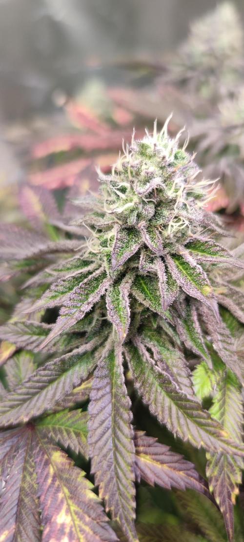 Penut Butter Cookies Photo Testgrow. Week 7