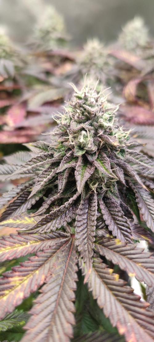 Penut Butter Cookies Photo Testgrow. Week 7