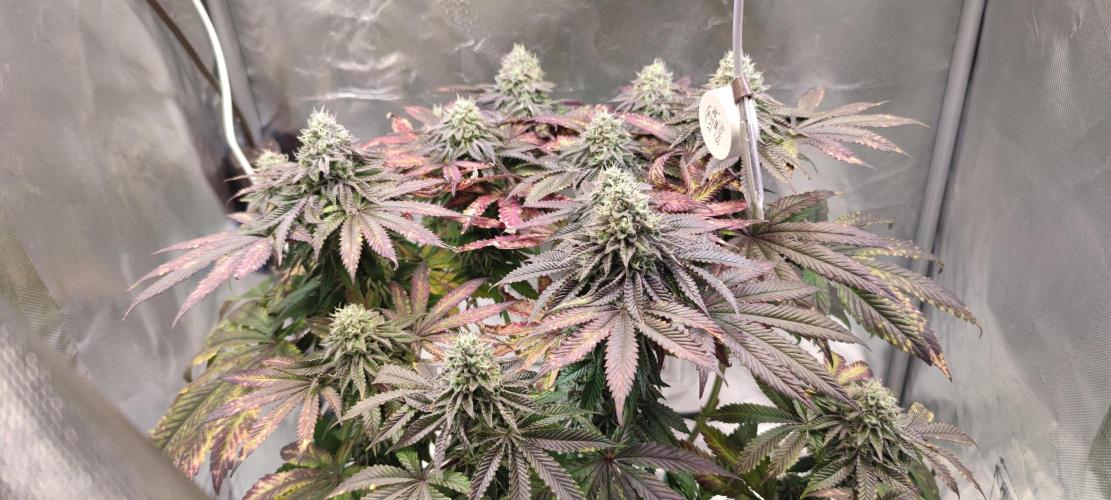 Penut Butter Cookies Photo Testgrow. Week 7