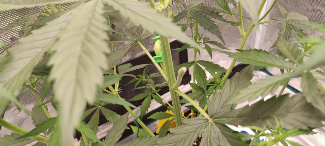 Lemon cherry Cookies Auto. Week 3