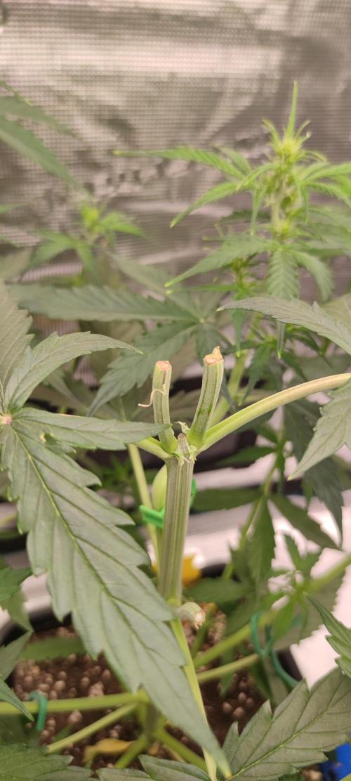 Lemon cherry Cookies Auto. Week 3