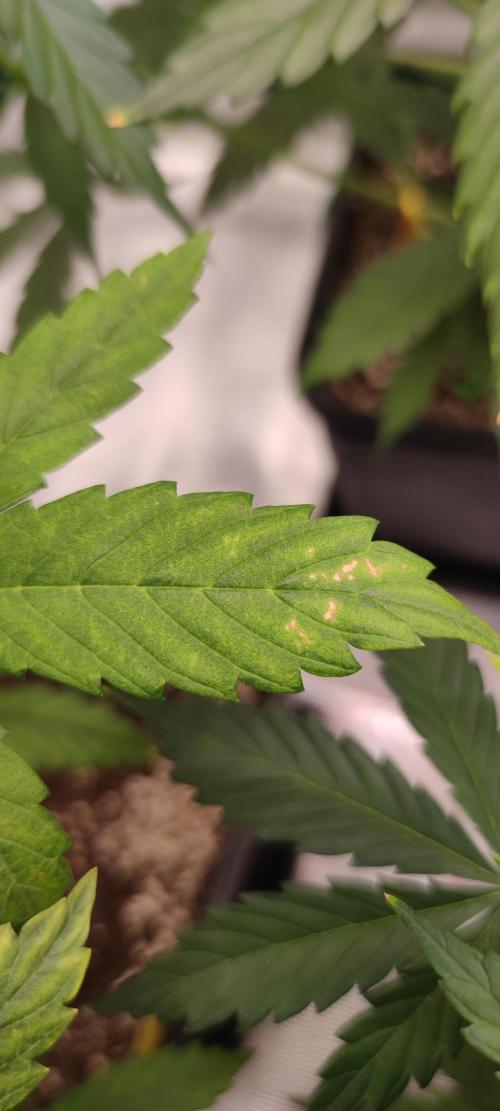 Lemon cherry Cookies Auto. Week 3