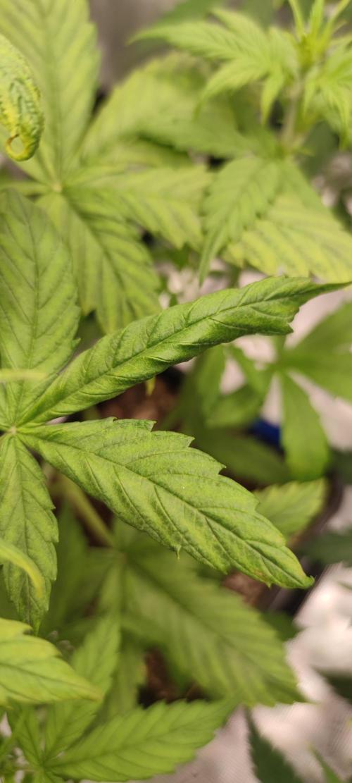 Lemon cherry Cookies Auto. Week 3