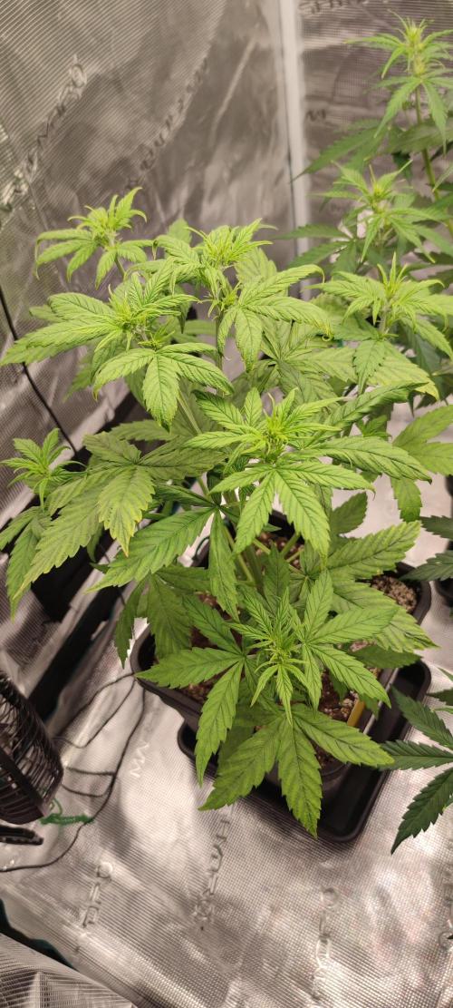 Lemon cherry Cookies Auto. Week 3