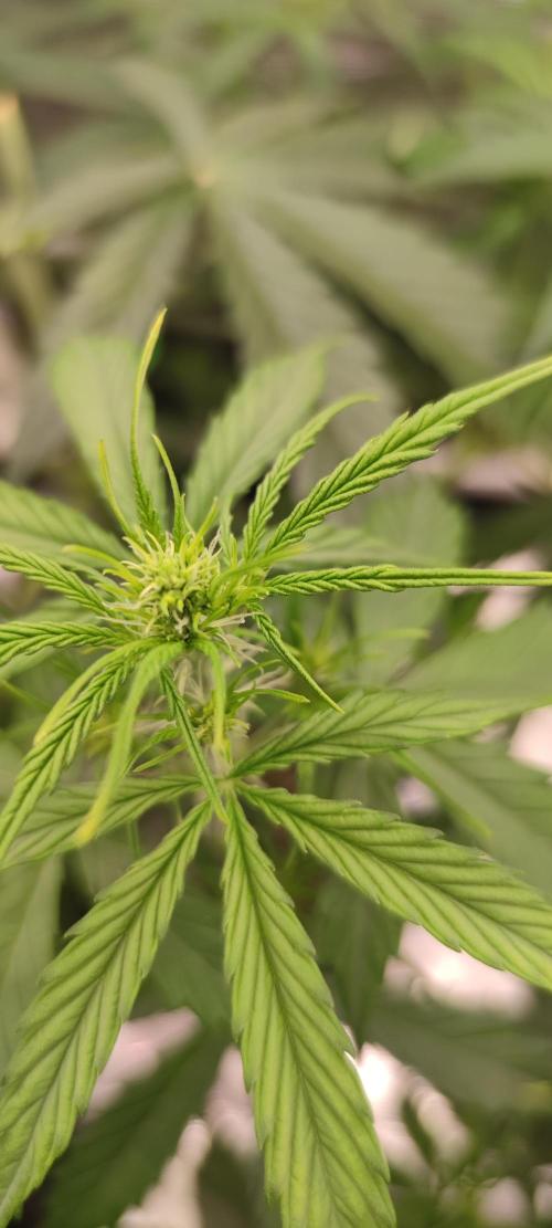 Lemon cherry Cookies Auto. Week 3