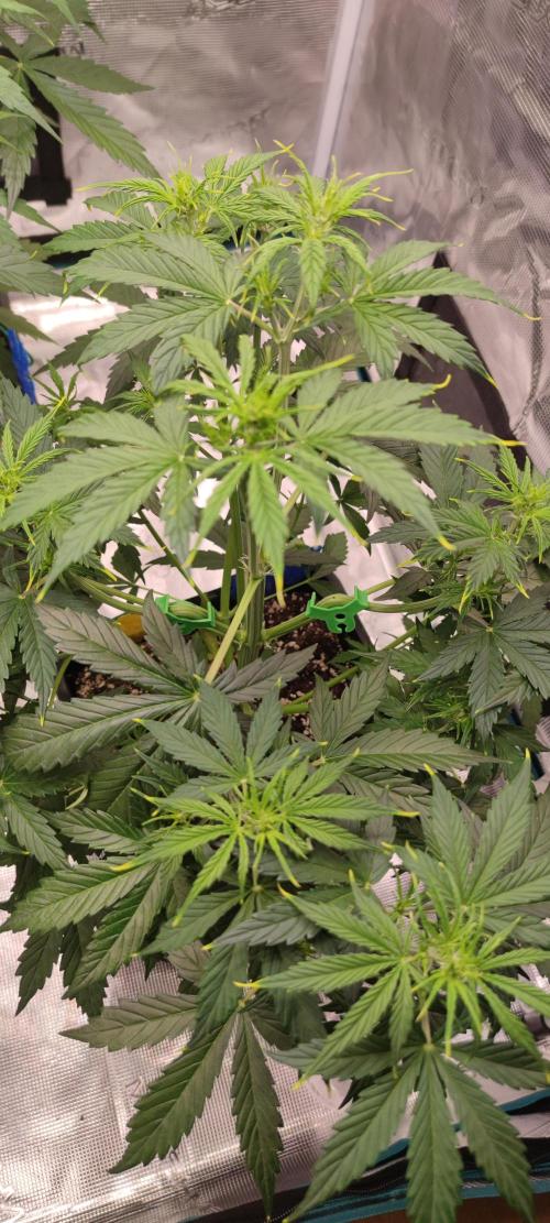 Lemon cherry Cookies Auto. Week 3