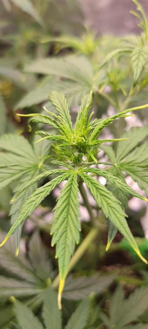 Lemon cherry Cookies Auto. Week 3