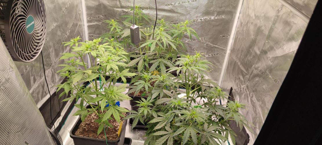 Lemon cherry Cookies Auto. Week 3