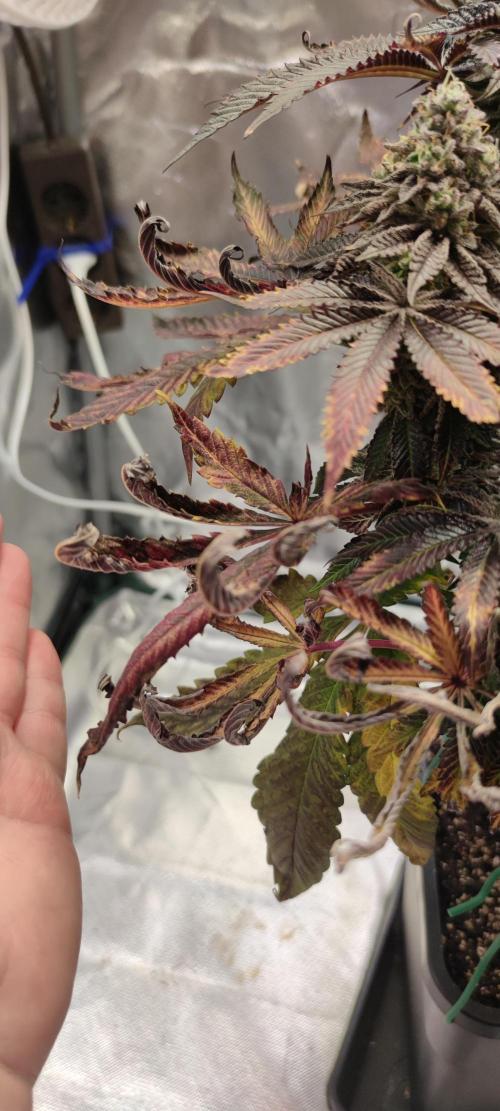 Penut Butter Cookies Photo Testgrow. Week 8