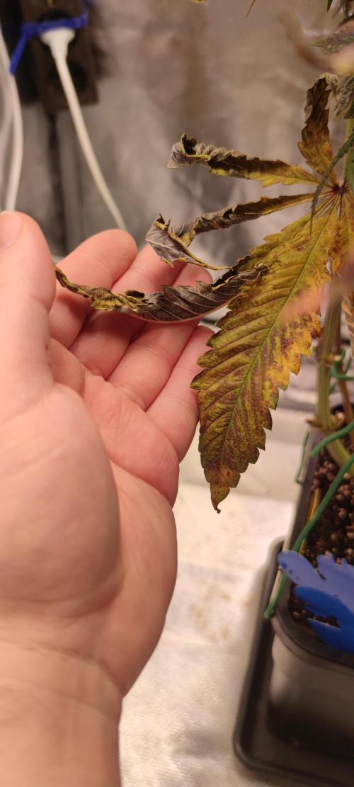 Penut Butter Cookies Photo Testgrow. Week 8