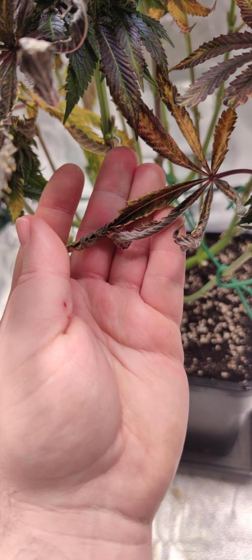 Penut Butter Cookies Photo Testgrow. Week 8