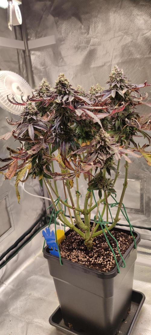 Penut Butter Cookies Photo Testgrow. Week 8