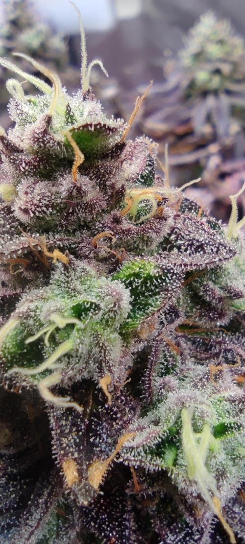 Penut Butter Cookies Photo Testgrow. Week 8