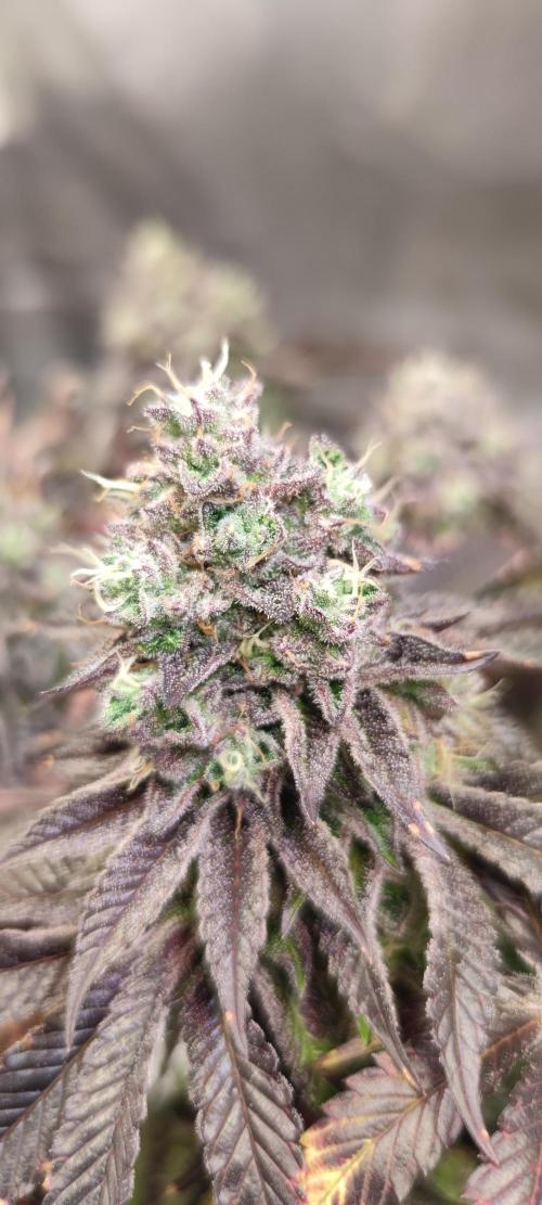 Penut Butter Cookies Photo Testgrow. Week 8