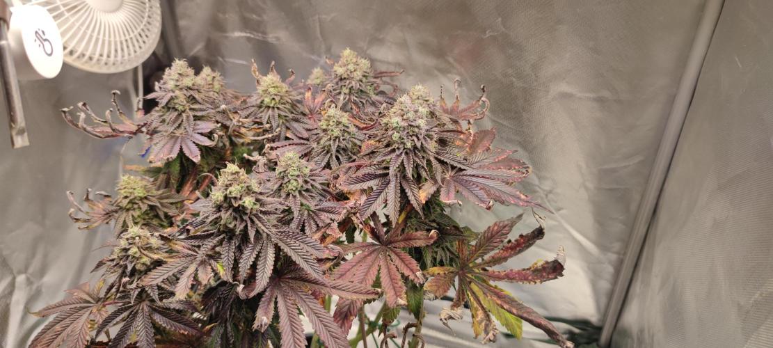 Penut Butter Cookies Photo Testgrow. Week 8