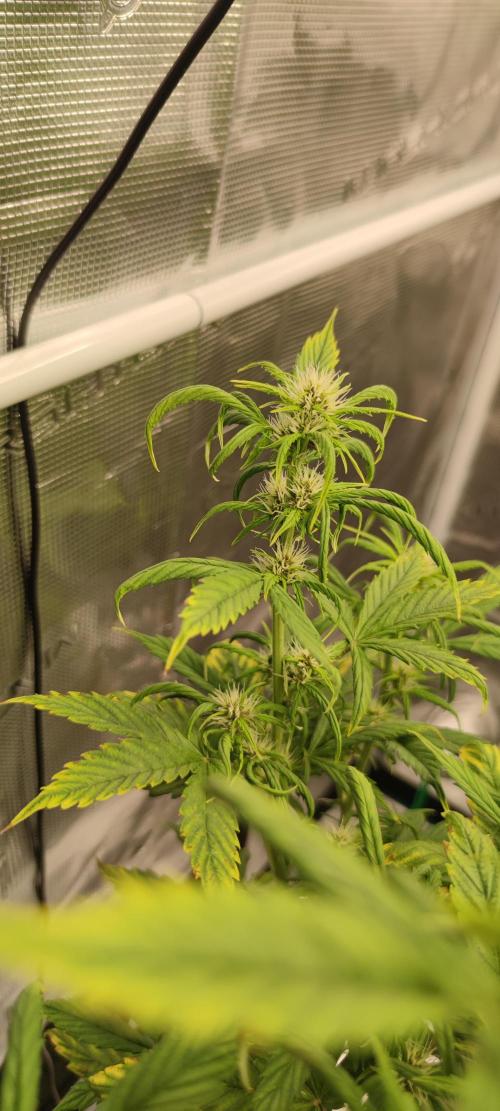 Lemon cherry Cookies Auto. Week 4