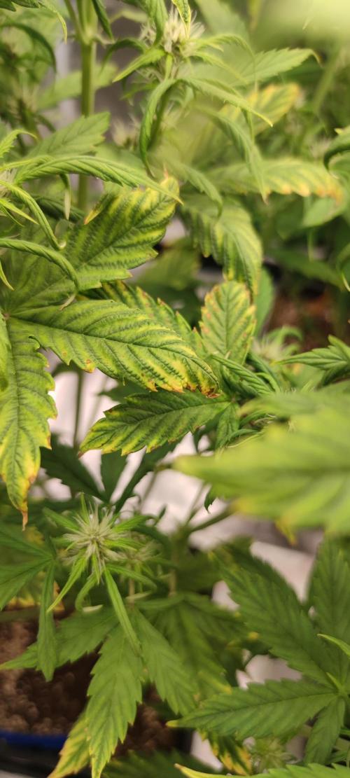 Lemon cherry Cookies Auto. Week 4