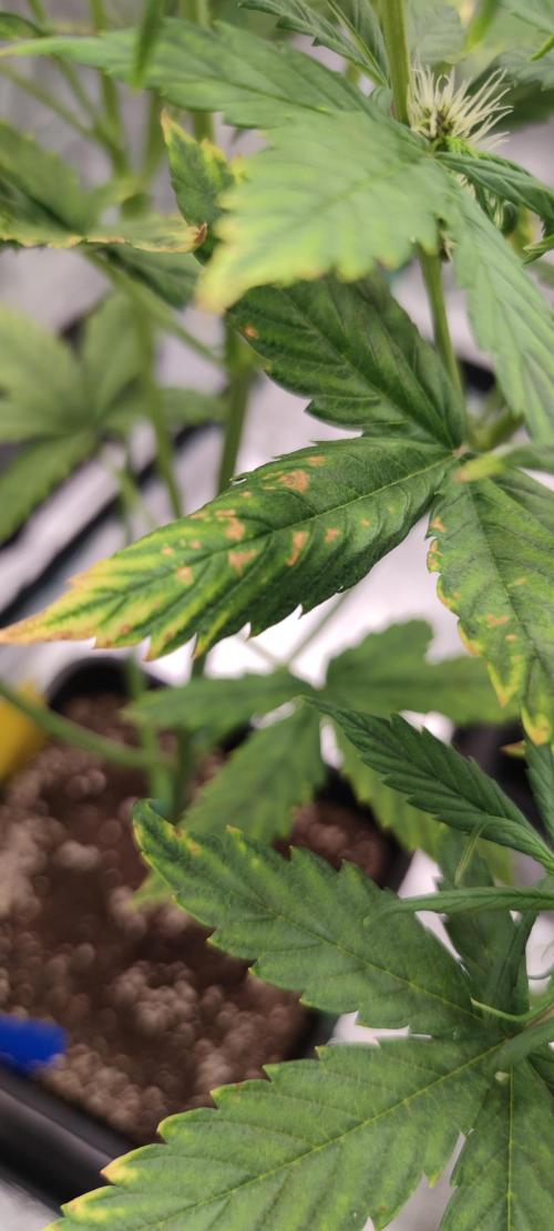 Lemon cherry Cookies Auto. Week 4