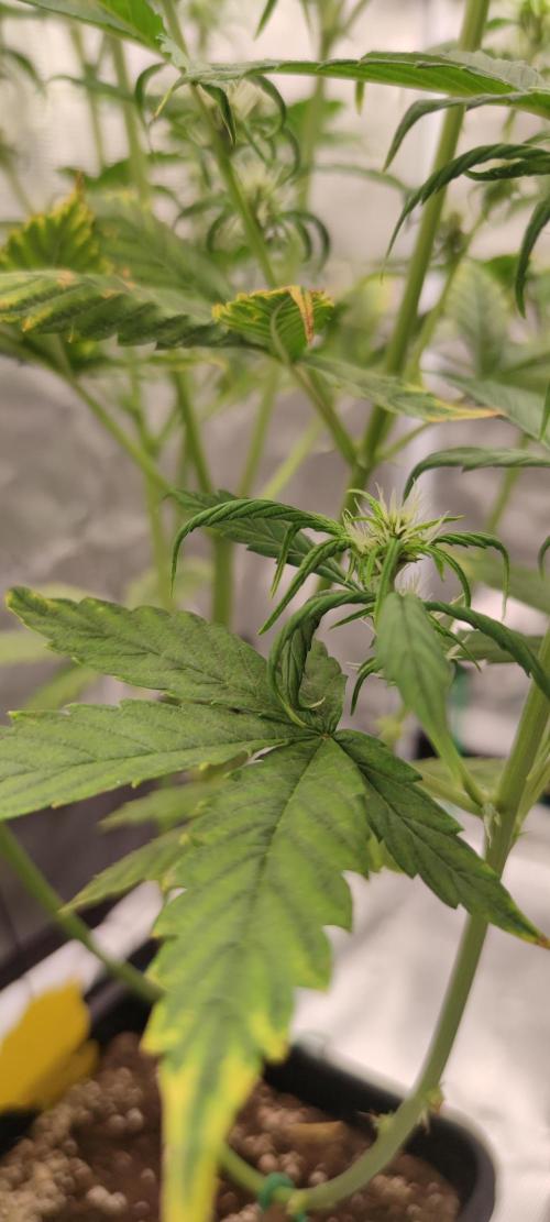 Lemon cherry Cookies Auto. Week 4