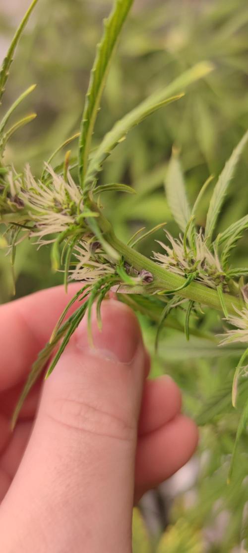 Lemon cherry Cookies Auto. Week 4