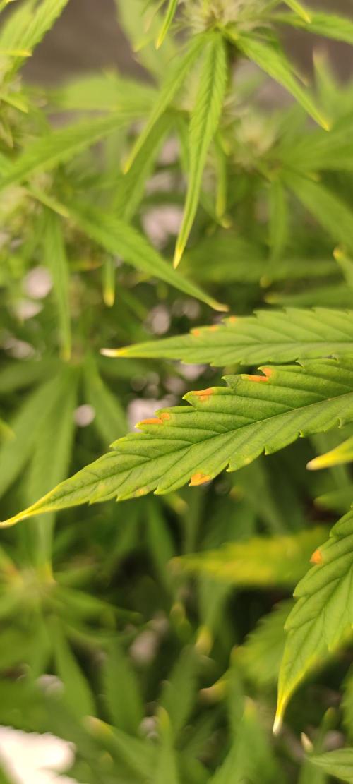 Lemon cherry Cookies Auto. Week 4