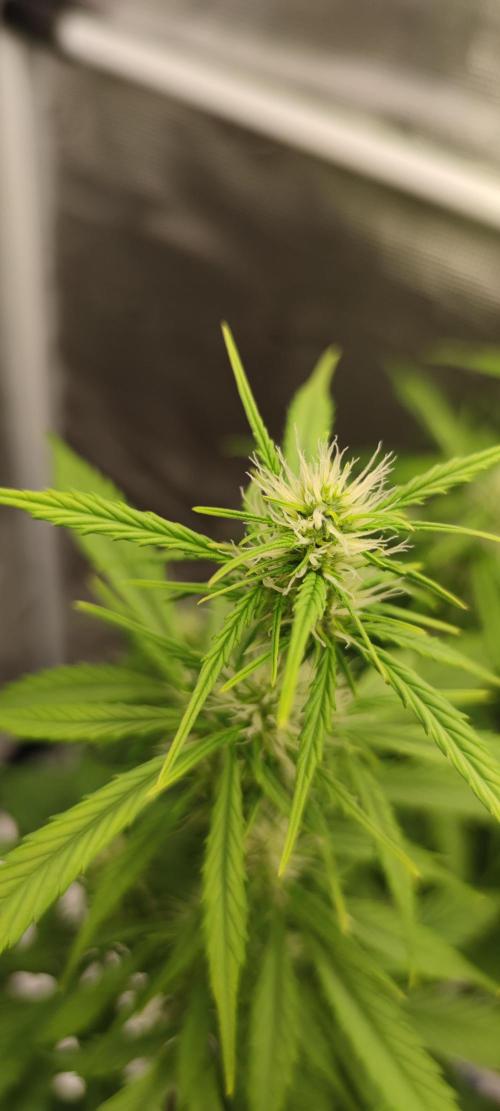 Lemon cherry Cookies Auto. Week 4