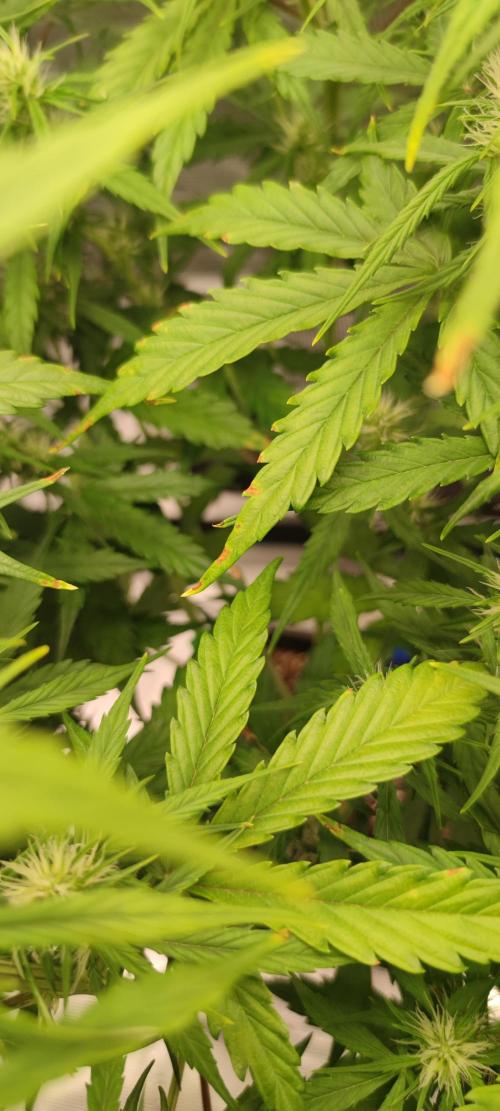 Lemon cherry Cookies Auto. Week 4